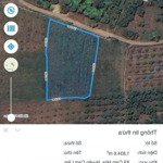 Cơ hội đầu tư hiếm có - hơn 2,8 sào xoài úc, đường ô tô chỉ 2xx triệu/sào!