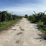 Xả hàng 1600m2 trồng cây sát nhựa hàm chính về phan thiết 10km giá 550 triệu cho đầu tư