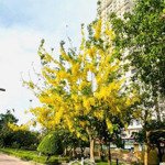 Cho thuê căn hộ era town q7 3pn nhà trống giá 8,5tr lh:0989-939-839