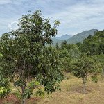Cam an nam-- 2503 m2 -- full xoài -- giá chỉ 250 triệu