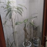 Bán đất yên mỹ có sẵn nhà, thôn thanh xá , xã nghĩa hiệp