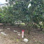 Bán lô đất thổ cư cách thành phố long khánh 12km. cách nhựa vài bước chân