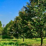 Bán đất vườn gần thống nhất giá tốt chỉ 690 triệu/1000m sổ hồng riêng ngân hàng hỗ trợ