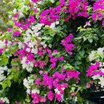 Bán bt song lập gamuda gardens căn góc vị trí cực đẹp, 91,5 tỷ, 305m2, 4pn, 5wc, hot!