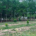 Vườn mít bình dương chính chủ thanh lý gấp 300m2, thổ cư 100m2, giá 450tr, shr