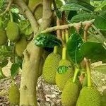 Bán rẻ nhà đất tân hiệp sổ hồng riêng thổ cư đường rộng sân đậu oto