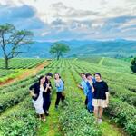 Thanh lý gấp 115m đất thổ cư lộc tân - bảo lộc giá ngộp 500 triệu đồi chè tâm châu