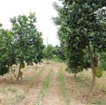 Chủ nhà ngợp ngân hàng, bán gấp mảnh vườn 1400m2, có thương lượng