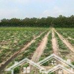 2000m2 đất cln quy hoạch thổ cư 100%. đường nhà nước 7m, cạnh đường số 7 47m. giá 5.2 tỷ. sổ riêng
