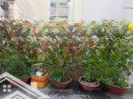 Bán nền đất hẻm xe hơi đẹp gần chợ hiệp bình.