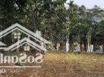 Chính chủ bán gấp lô góc cư yên, thế đất cao, đường betong, gần nhiều homestay, giá chỉ 3,xtr/m2