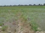 Cần bán đất lúa giá rẻ - phong điền, cần thơ