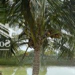 đất phù hợp đầu tư - kinh doanh dưới cầu dầu giây - thống nhất