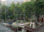 Hàng ngộp. siêu rẻ. đất lô góc 2 mặt tiền đường số 5 nguyễn đôn tiết bình trưng đông quận 2