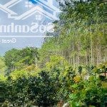 Bán 3000m2 đất nông nghiệp đang trồng bơ + tại trạm hành - đà lạt giá giá 3,8tỷ