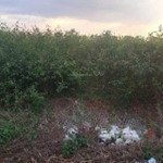 Sổ hồng sẵn công chứng nhanh cho lô đất hắc dịch khuôn đất đẹp