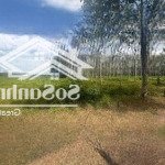Bán đất tại long vĩnh, châu thành, tây ninh, giá tốt đầu tư, 545m2, quy hoạch khu dân cư, gần tt