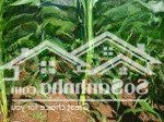 Cho thuê đất dt: 1,7 ha tại xã lộc đức - huyện bảo lâm