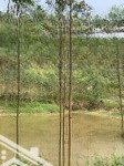 Bán đất tại đường tỉnh lộ 294, 8 tỷ, 10,000 m2, view đẹp, giá siêu hời, yên thế, bắc giang