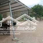 đất trang trại xoài úc 8ha tại hòa sơn, ninh thuận