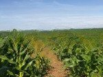 Chủ gửi cho thuê đất đã có nông sản thu hoạch liền - lộc đức - bảo lâm - lâm đồng
