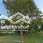 Cần bán gần 1 mẫu vườn trái cây đá bạc giáp long phước tp bà rịa có 600m2 thổ cư giá rẻ chỉ 7,8 tỷ
