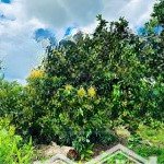 Cậu cần tiền gấp sang miếng vườn 2200m2 thổ cư 100m2, ngay chợ an linh
