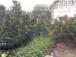 Bán đất có nhà mtđ đt833 ấp bình hoà, bình lãng, tân trụ, long an, thích hợp xây nhà vườn