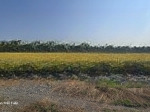 Chính chủ, đất thị trấn đông thành, ngay trung tâm, 15x72 sổ hồng, giàu tiềm năng