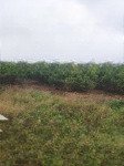 Bán đất thổ cư tdp tân giáp thanh hải, thị xã chũ, bắc giang, 1035m2 đẹp xuất sắc