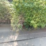 Chủ cần tiền gấp bán nhanh nhà mặt phố ngọc lâm ô tô tránh - 75m2 x 4 tầng 7,8 tỷ