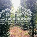 1,3ha có 300 thổ cư đường nhựa, vườn trái cây + nhà c4 view suối