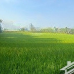 Bán gấp 1 mẫu đất bình hoà nam ngộp bank