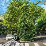 Siêu hiếm. bán đất bằng lăng 2. khu euro village. khu biệt thự đẳng cấp du lịch ven sống hàn