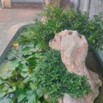 Hạ kịch sàn giá bắt đáy siêu dinh thự mặt tiền hồ bá phấn q9 thủ đức chính chủ cần bán