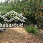 Bán 15x50m đất mặt tiền nhựa đường tỉnh 862 biển tân thành, gò công đông, tiền giang. giá 2,5 tr/m2