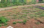 Bán gấp đất đẹp giá cực rẻ tại ngọc thanh, phúc yên, vĩnh phúc, 6,5 tỷ, 32000 m2