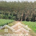 đất sào xã an cơ, huyện châu thành, tây ninh, cách đường nhựa 200m, làm vườn, nhà vườn, nuôi yến