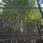 Bán đất tại bình khánh, cần giờ, tp.hcm, 3 triệu/m2, 6ha - đất trông cây