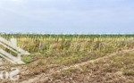 Bán đất 11.600m2, 230m mặt tiền hẻm ô tô, gần cụm cn đường tỉnh lộ 765, xuân tây, cẩm mỹ, đồng nai