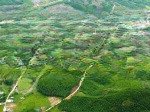 Bán 1,21hecta đất đối diện ubnd xã ba, đồi chè đông giang, đà nẵng