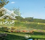 Biệt thự thanh xuân valley giữa 80h tán thông trên 50 năm tuổi