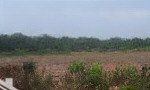Bán đất dh507, 1,1 tỷ, 250m2, an linh, phú giáo, bình dương