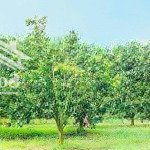 Bán 1 sào đất vườn bưởi lông hồng sẵn sổ công chứng ngay