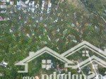 Bán 1000m2 đất ở khu cây thông trong, mặt tiền khủng 31m, có đường trên sổ, tách 3 sổ 330m2 quá đẹp