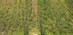 Bán nền biệt thự 522m2 ngay ql 55 lộc thành , bảo lộc ngay chợ lộc thành giá 950tr