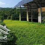 Bán lô đất vườn nghỉ dưỡng 1.239m² diên khánh -đã có sân vườn cây ăn trái, cảnh quan hoàn thiện