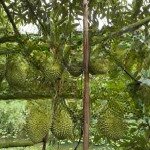 17 nền đất vườn sầu riêng đang thu hoạch giá 835 tr/ 1 nền / 1000m2 ven đà lạt