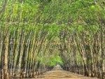 Chính chủ cần bán 1,24 ha rẫy cao su mặt tiền đt 752, minh tâm, hớn quản, bình phước