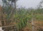 Bán đất tặng nhà tại yên bình, thạch thất, hà nội, 10,8 triệu/m2, 577m2, ô tô đỗ cửa lh 0972632266